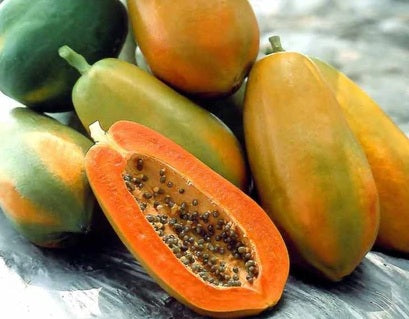 Carica papaya - RED LADY - Dwarf Bisexual Pawpaw