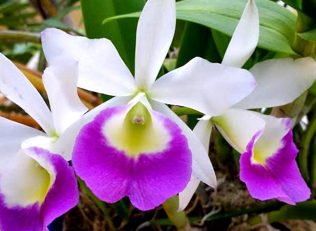 Cattleya - HAWAIIAN STARS - Corsage Orchid