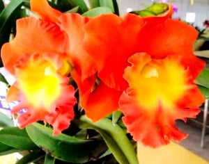 Cattleya - STAR OF SIAM - Corsage Orchid