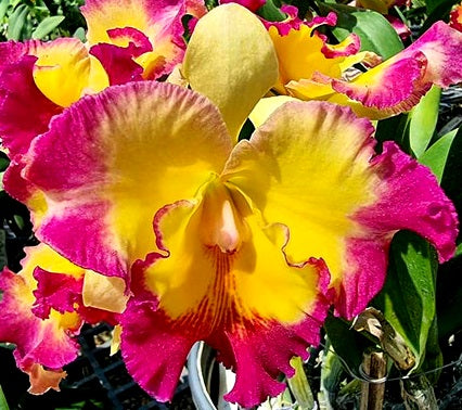 Cattleya - TAIWAN FANCY - Corsage Orchid