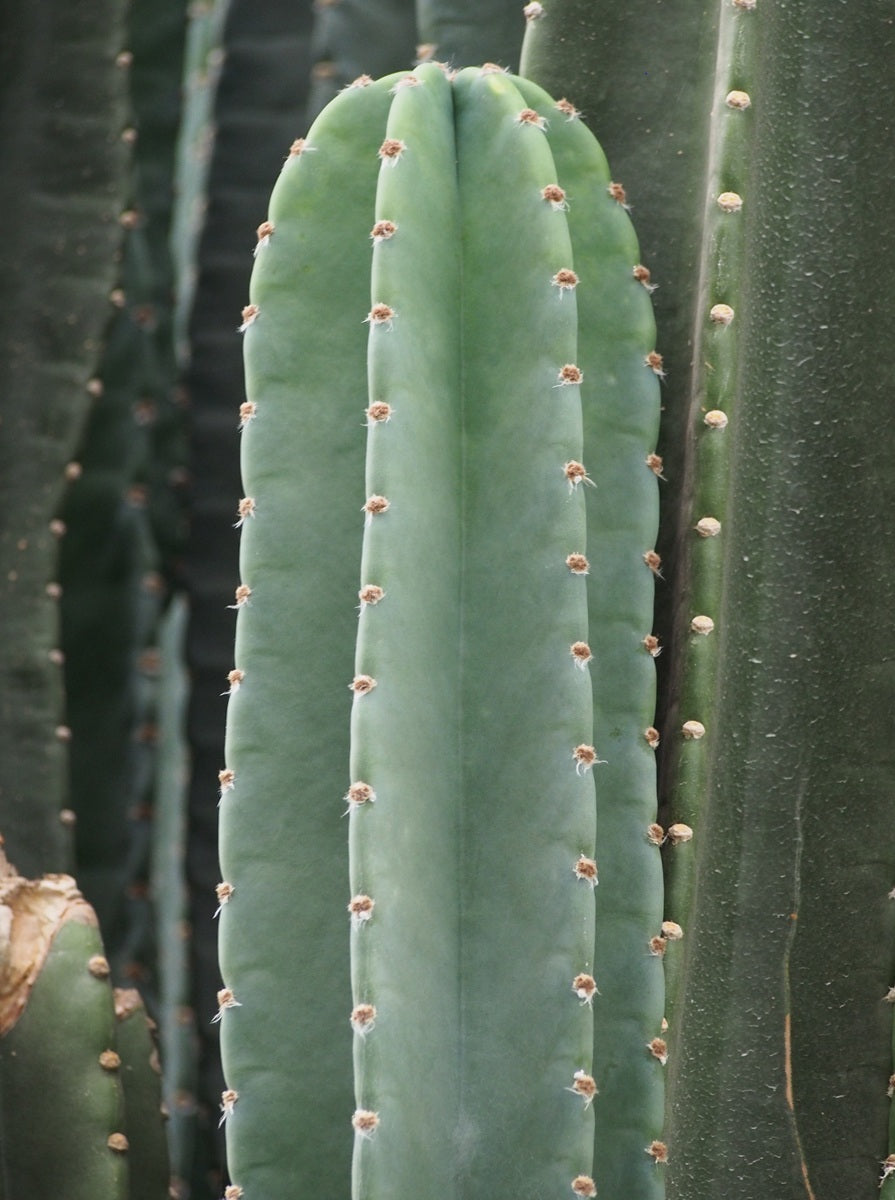 Cereus repandus - Peruvian Apple Cactus