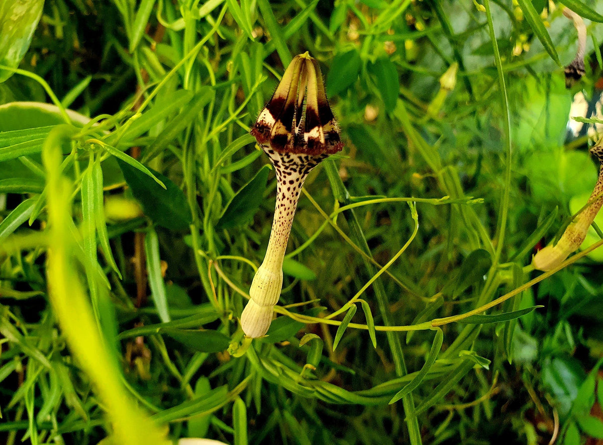 Ceropegia nilotica - Desert Lantern Hanging Basket