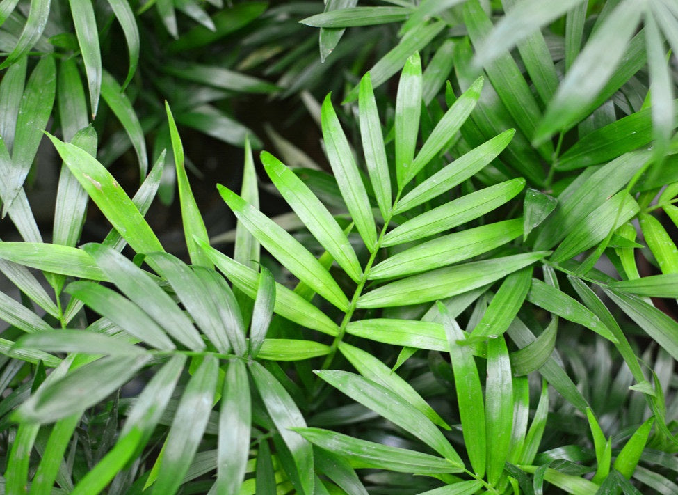 Chamaedorea seifrizii - Bamboo Palm
