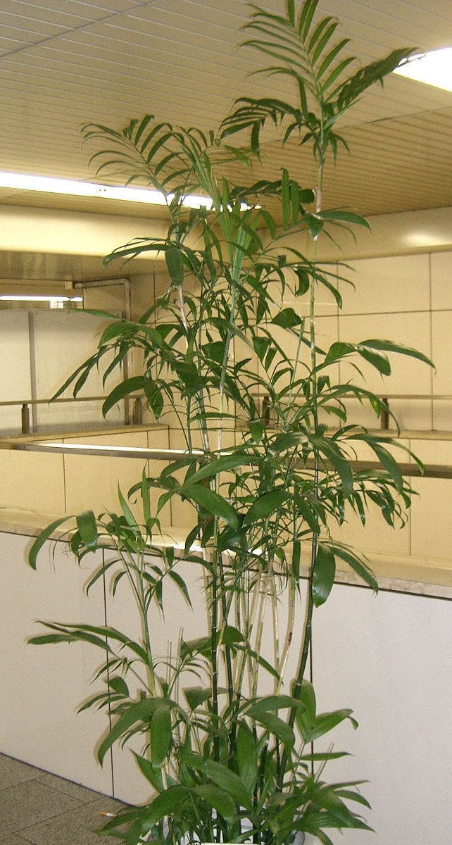 Chamaedorea seifrizii - Bamboo Palm