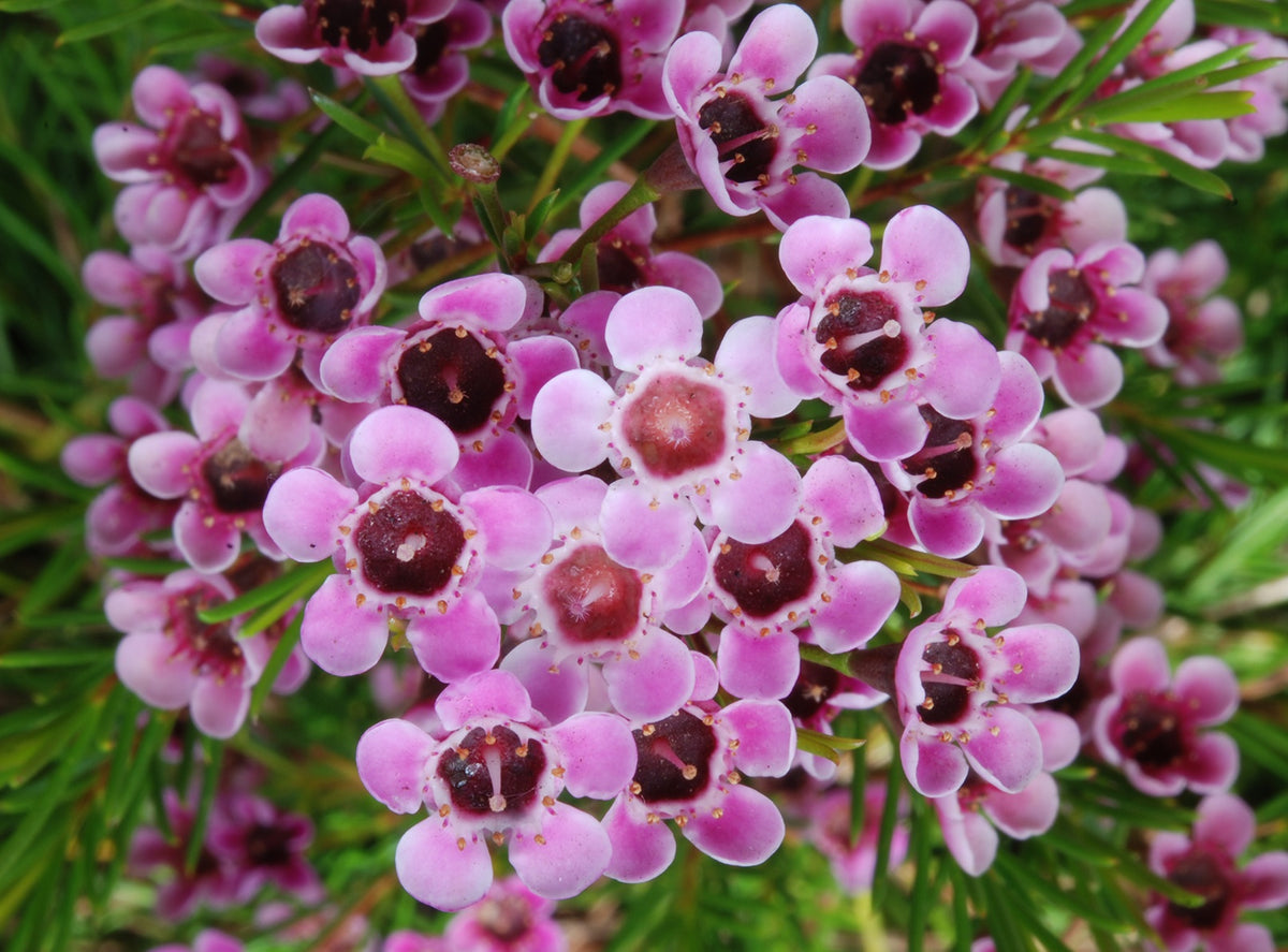Chamelaucium uncinatum - CHA CHA - Geraldton Wax 'Cha Cha' PBR