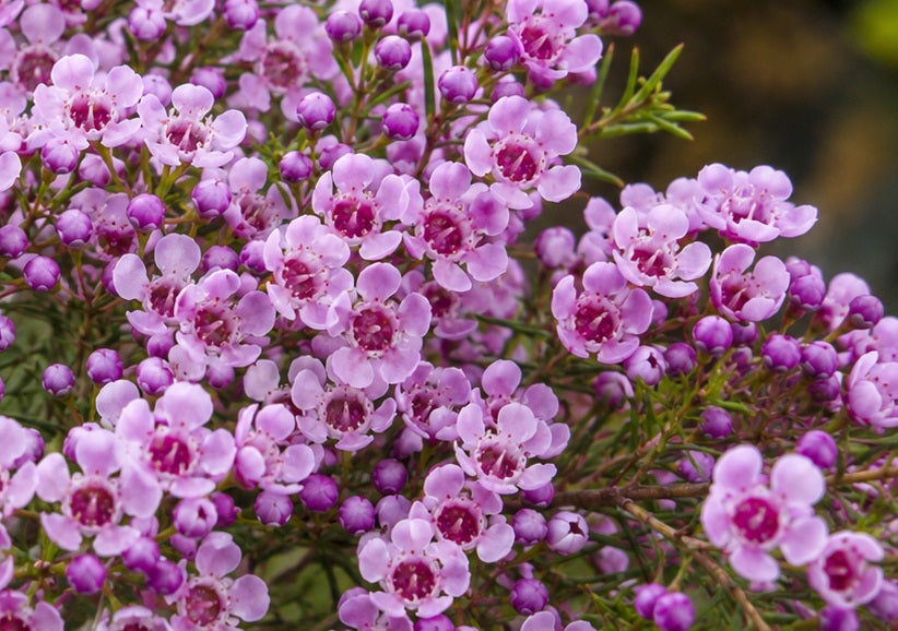 Chamelaucium - INDIGO - Geraldton Wax