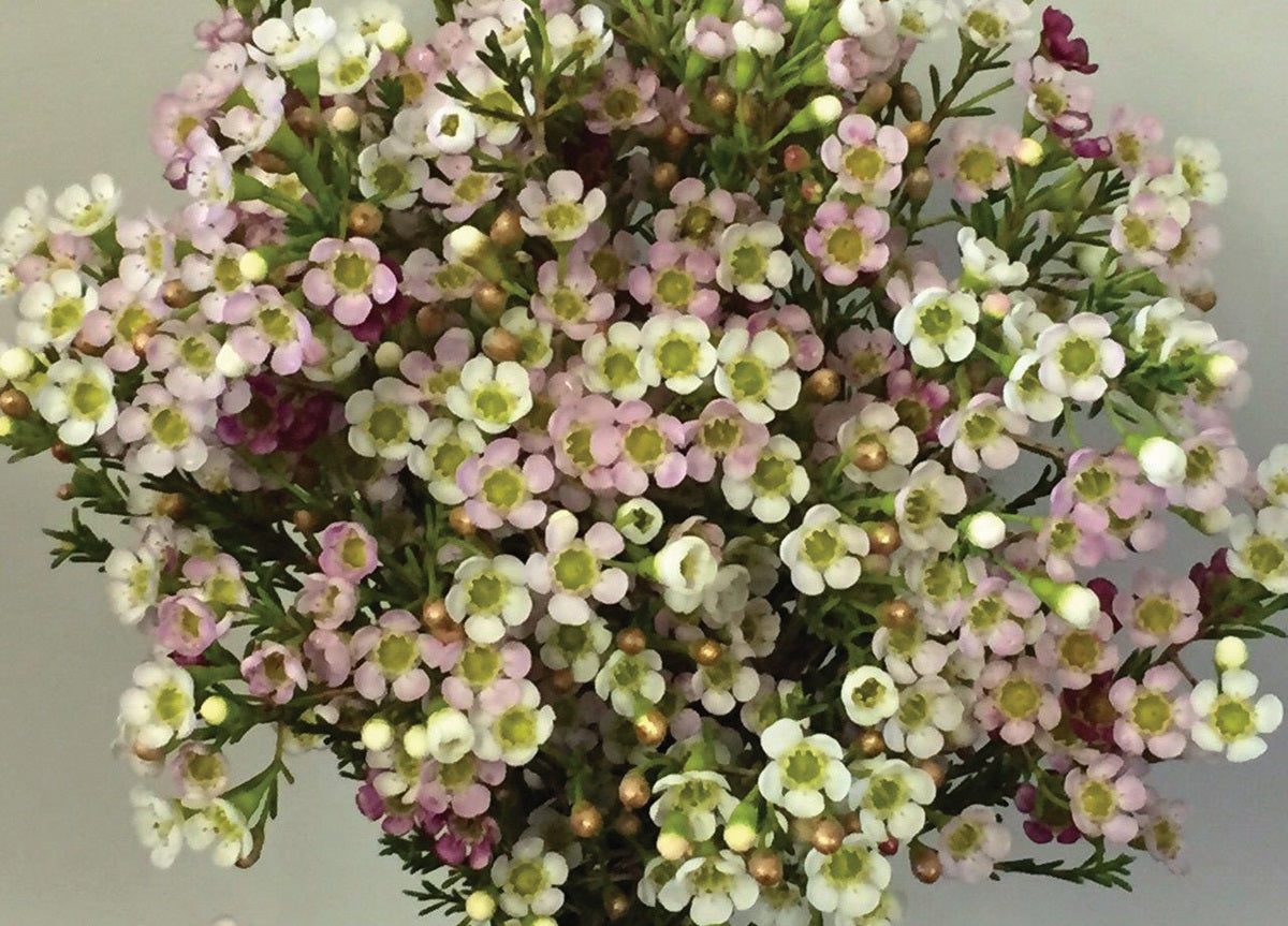 Chamelaucium - MARSHMALLOW DELIGHT - Geraldton Wax