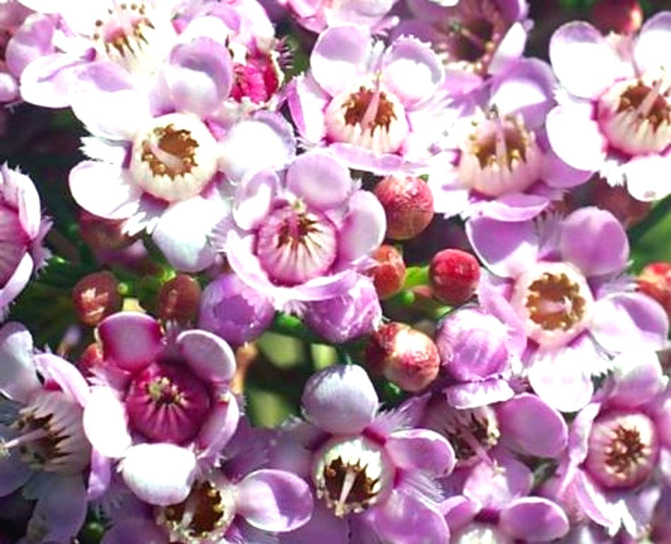 Chamelaucium ciliatum x Verticordia plumosa - PADDYS PINK - Geraldton Wax