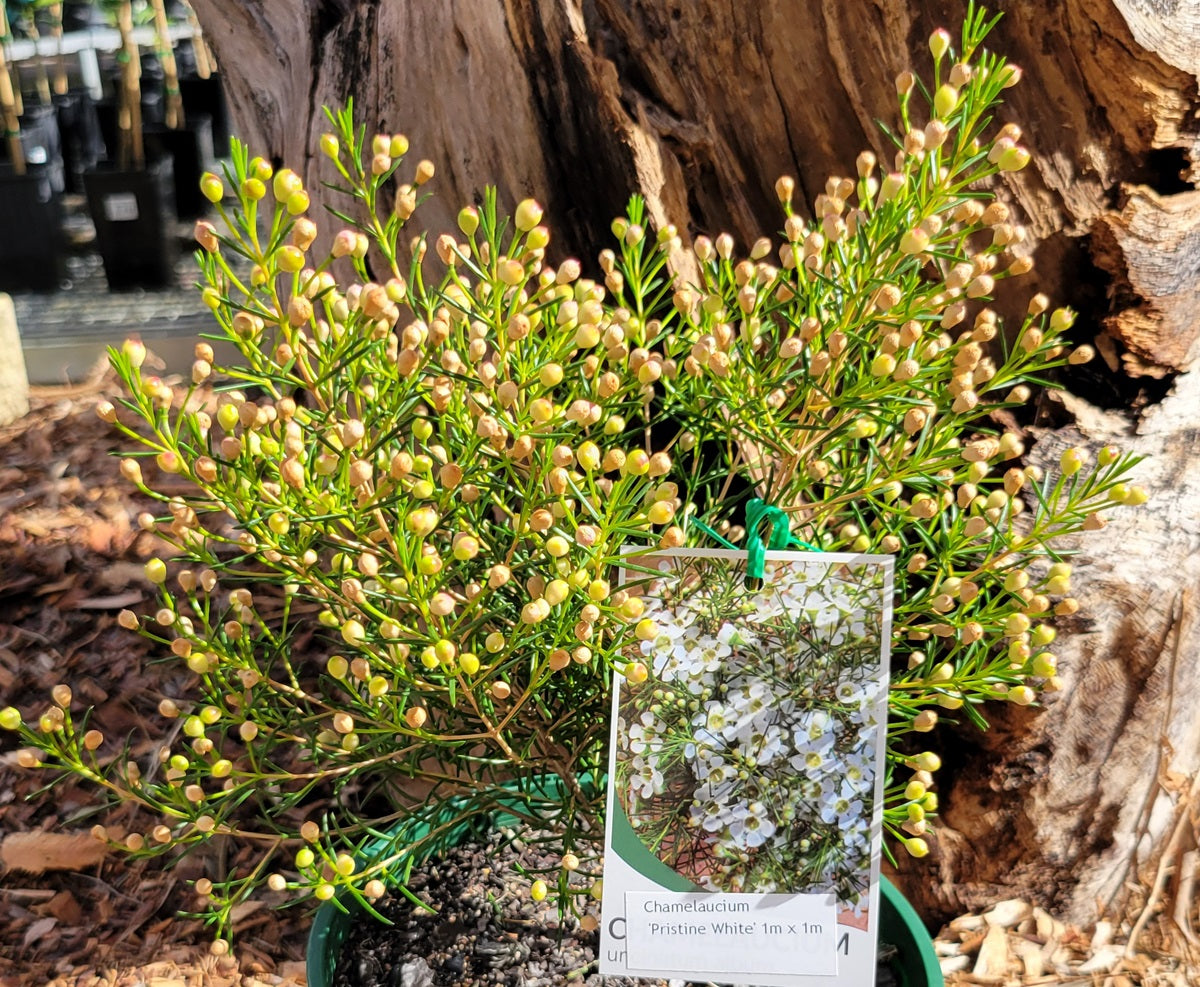 Chamelaucium uncinatum - PRISTINE WHITE - Geraldton Wax