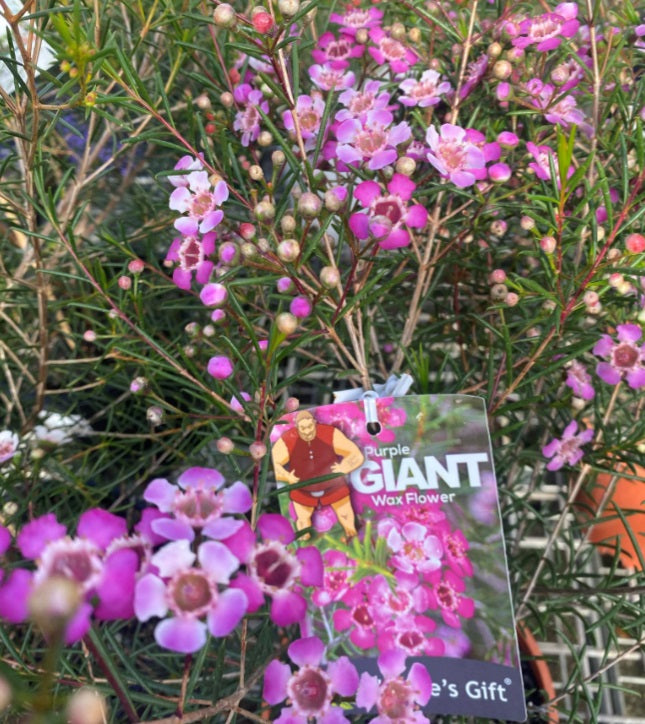 Chamelaucium uncinatum - PURPLE GIANT - Geraldton Wax