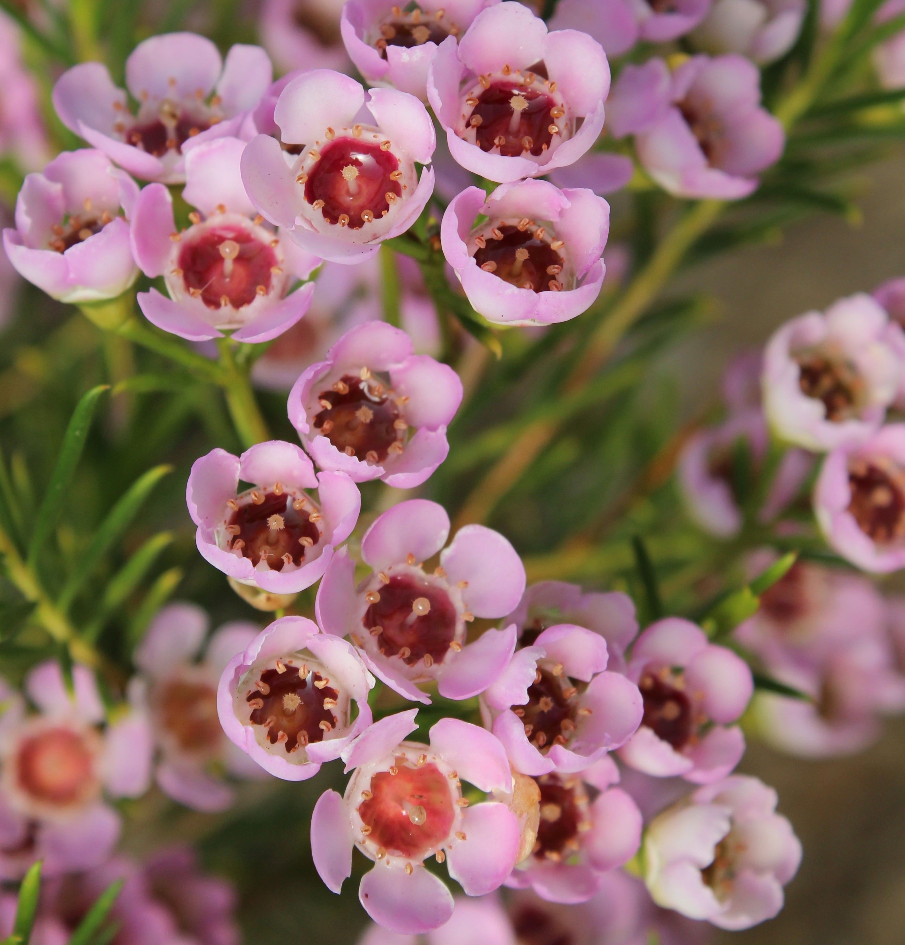 Chamelaucium - SORBETTO - Geraldton Wax