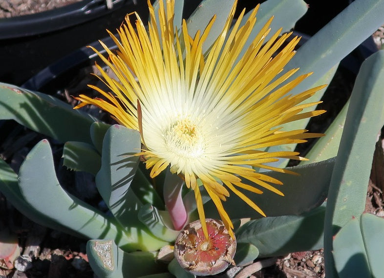 Cheiridopsis denticulata - Carpet Weed