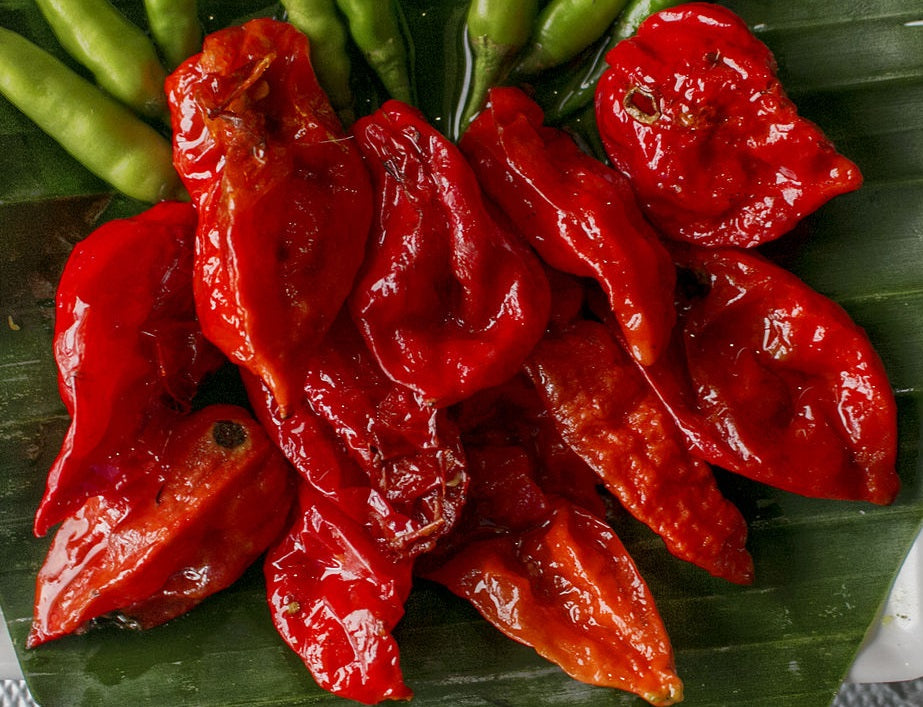 Chilli Pepper - BHUT JOLOKIA - Capsicum chinense x frutescens