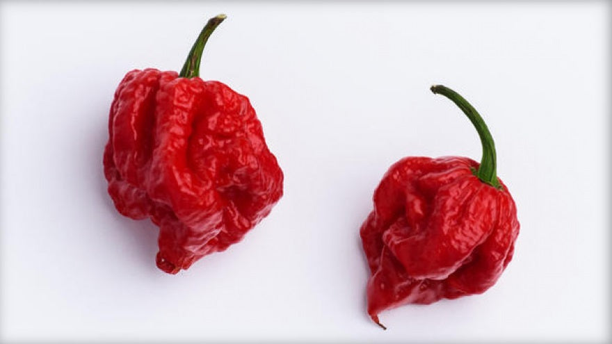 Chilli Pepper - CAROLINA REAPER - Capsicum chinense
