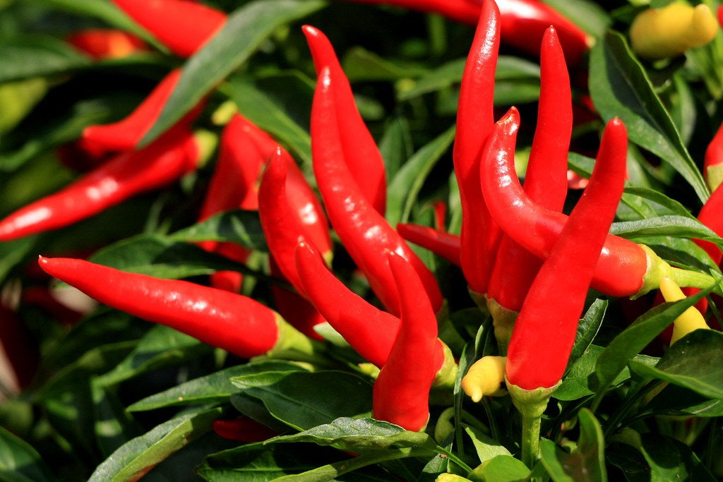 Chilli Pepper - CAYENNE - Capsicum annuum