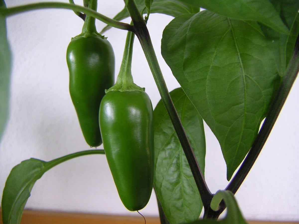 Chilli Pepper - JALAPENO - Capsicum annuum