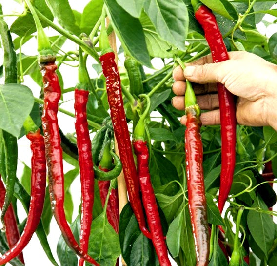 Chilli Pepper - JOES LONG CAYENNE - Capsicum annuum - Diggers