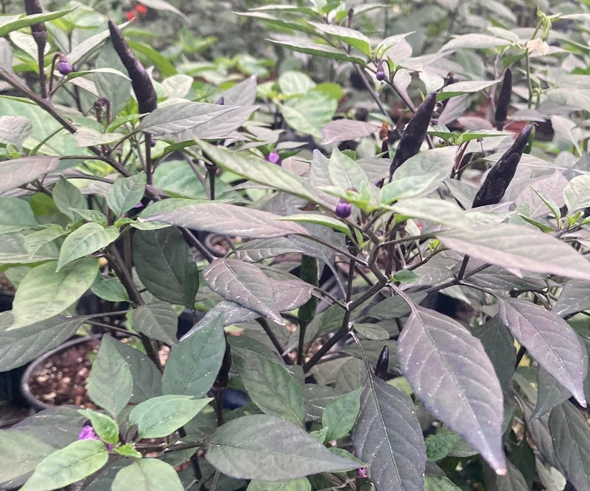Chilli Pepper - MAUI PURPLE - Capsicum annuum x frutescens - Diggers