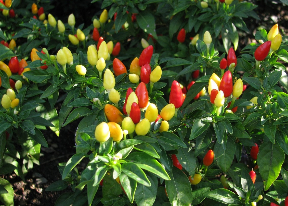 Chilli Ornamental - Capsicum annuum
