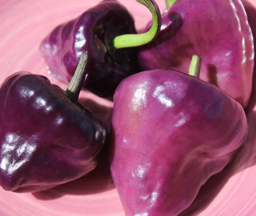 Chilli Pepper - PURPLE UFO - Capsicum annuum