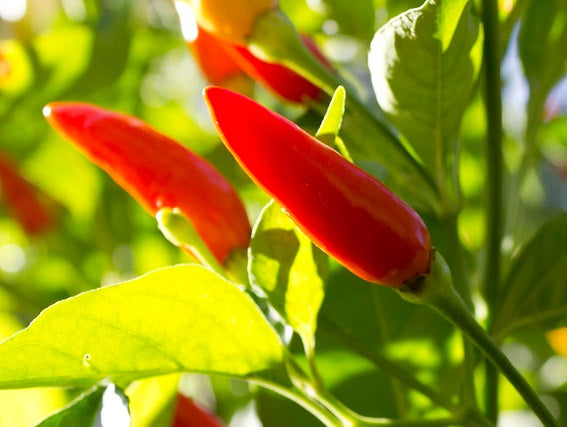 Chilli Pepper - THAI BIRDS EYE - Capsicum annuum