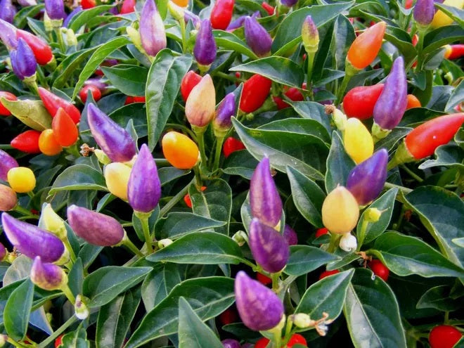 Chilli Pepper - TWILIGHT RAINBOW - Capsicum annuum