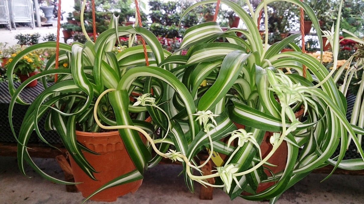 Chlorophytum comosum - CURLY - Spider Plant