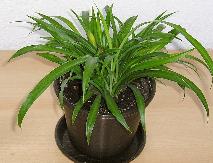 green chlorophytum comosum Chlorophytum comosum - GREEN