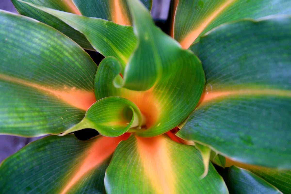 Chlorophytum orchidastrum - FIRE FLASH - Spider Plant