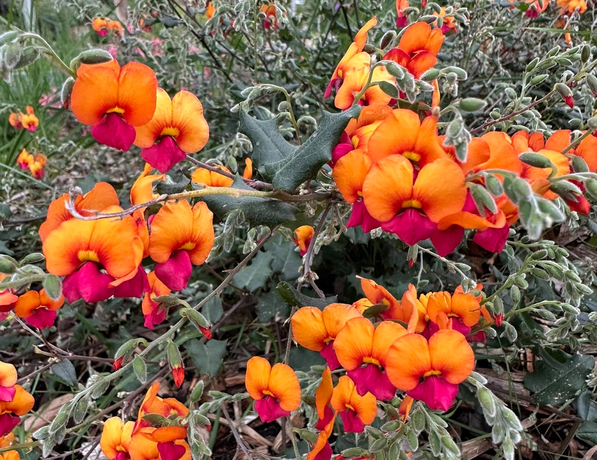 Chorizema varium - FIRE STICKS - Bush Flame Pea