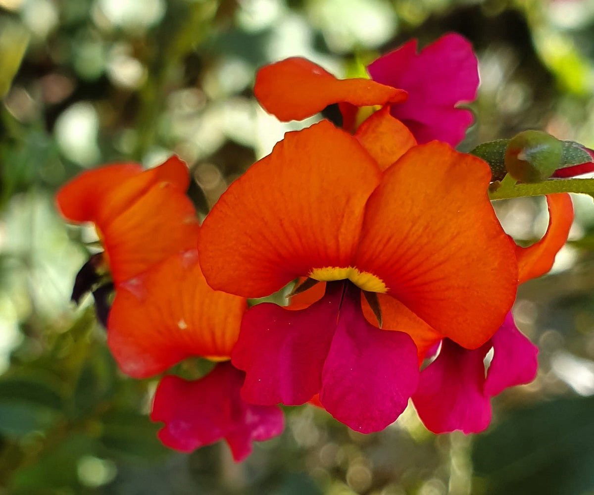 Chorizema cordatum - Heart-leaf - Flame Pea