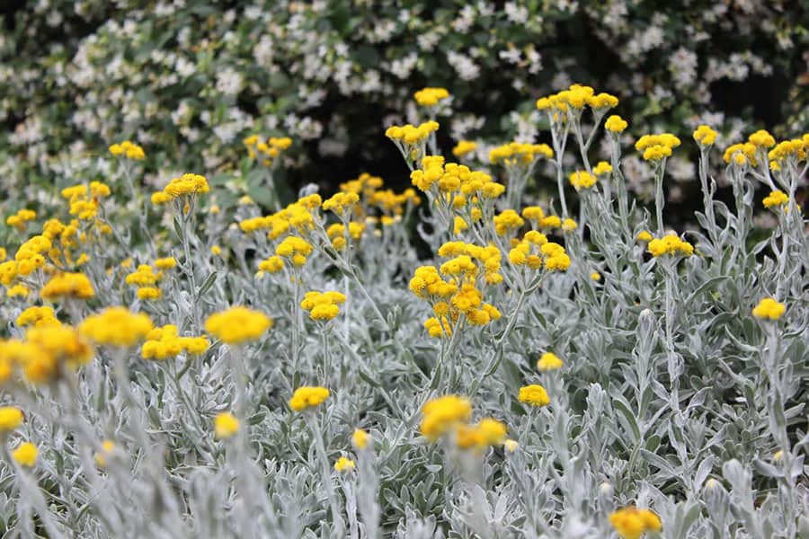 Chrysocephalum apiculatum - AUSSIE REFLECTION™ - Yellow Buttons 'CAP07' PBR