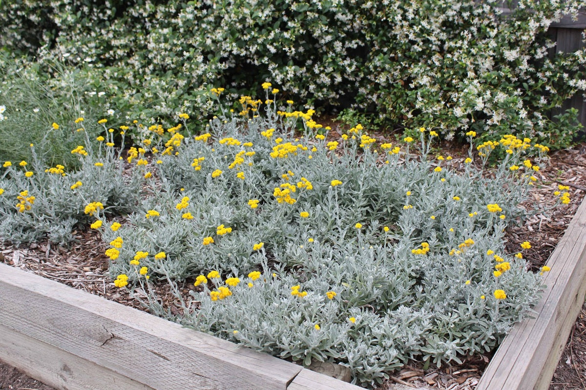 Chrysocephalum apiculatum - AUSSIE REFLECTION™ - Yellow Buttons 'CAP07' PBR