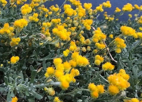 Chrysocephalum apiculatum - MALLEE BUTTONS - Yellow Buttons