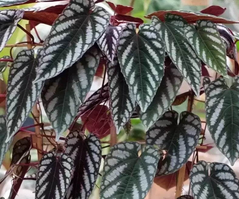 Cissus discolor - Rex Begonia Vine