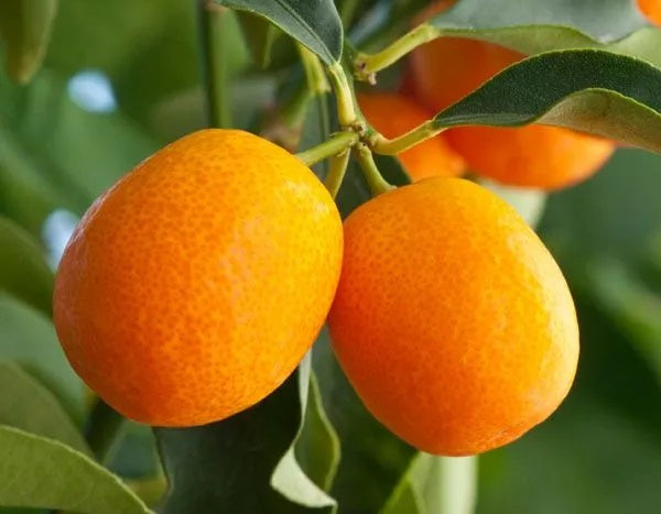 Citrus - Cumquat - MEIWA