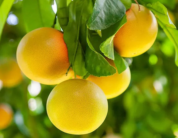 Citrus - Grapefruit - THOMPSONS PINK