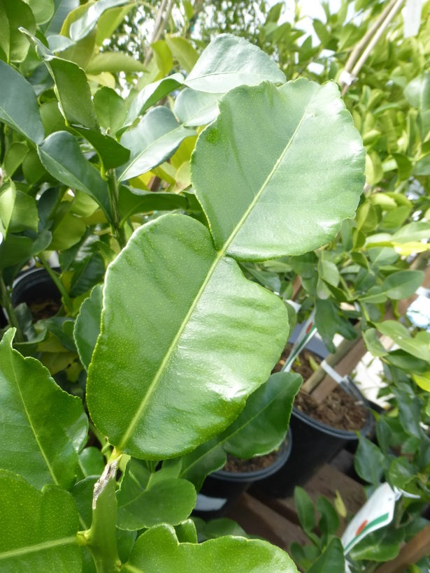 Citrus - Lime - KAFFIR