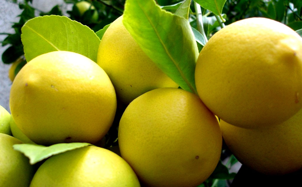 Citrus - Lemon - LEMONADE