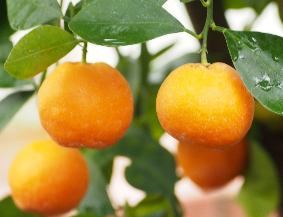 Citrus - Mandarin - EMPEROR