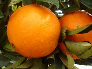 Citrus - Orange - FISHER