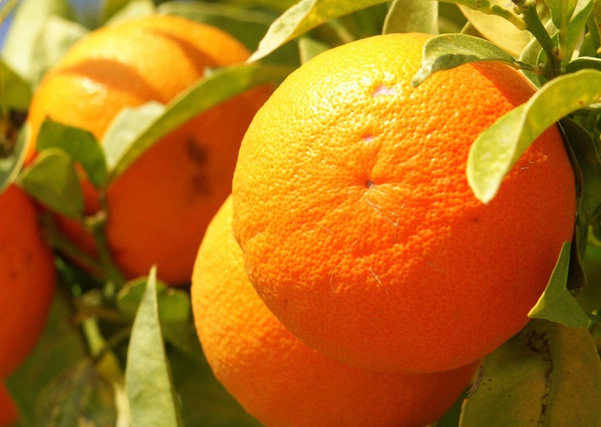 Citrus - Orange - LANES LATE NAVEL