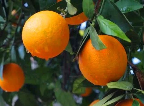 Citrus - Orange - VALENCIA MIDKNIGHT SEEDLESS