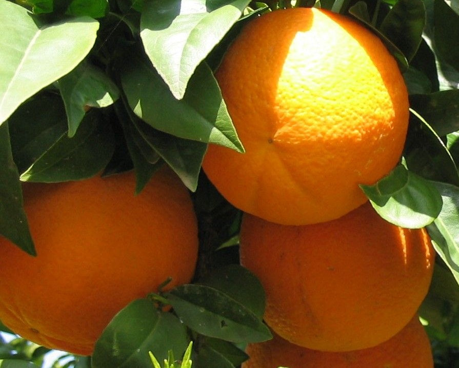Citrus - Orange - NAVELINA