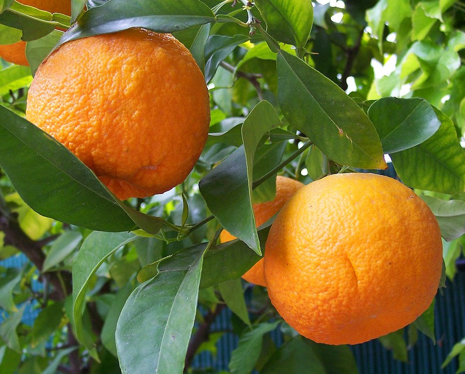 Citrus - Orange - SEVILLE