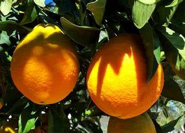Citrus - Orange - VALENCIA