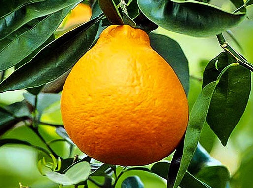 Citrus - Tangelo - MINNEOLA