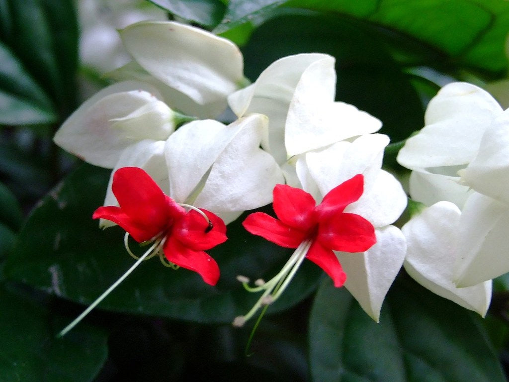 Clerodendrum thomsoniae - Bleeding Heart Vine