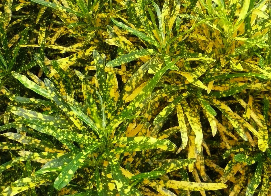 Codiaeum variegatum - GOLD DUST - Croton