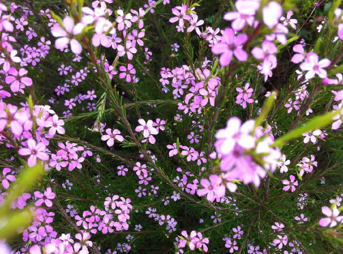 Coleonema pulchrum - COMPACTUM - Pink Diosma Dwarf
